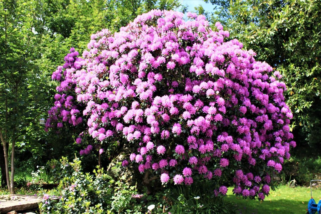 Keryerna Ar C'Haouled "Aux Hortensias" Clevacance Saint-Meen  Bagian luar foto